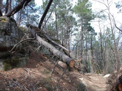 Arbre à démonter Ardèche