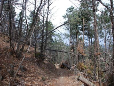 Arbres à démonter